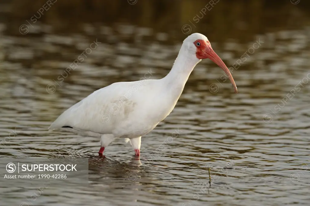 White ibis Eudocimus Albus, Myakka River State Park, Florida, United States of America