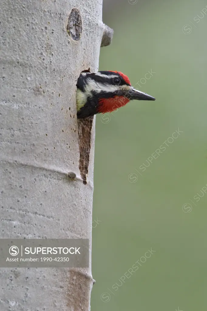 Red_naped Sapsucker Sphyrapicus nuchalis perched on a tree at its nest hole