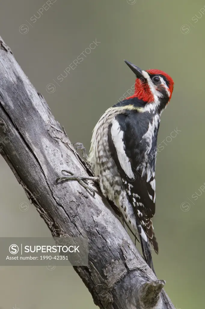 Red_naped Sapsucker Sphyrapicus nuchalis perched on a branch