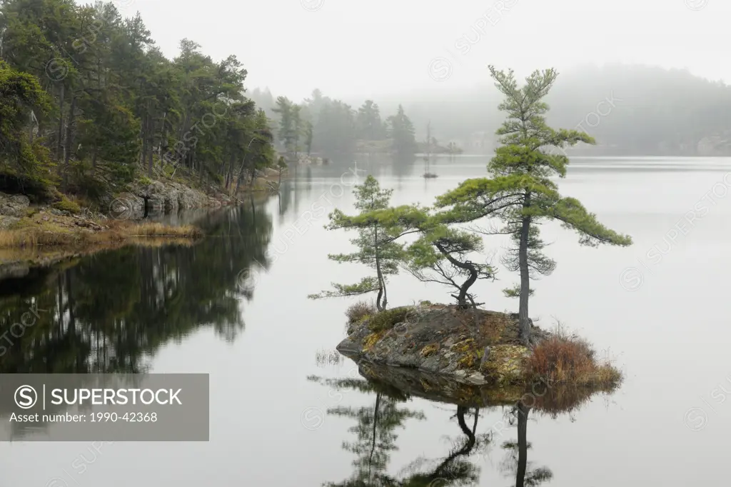 Pines on small island in McGregor Bay, Whitefish First Nation, Ontario, Canada