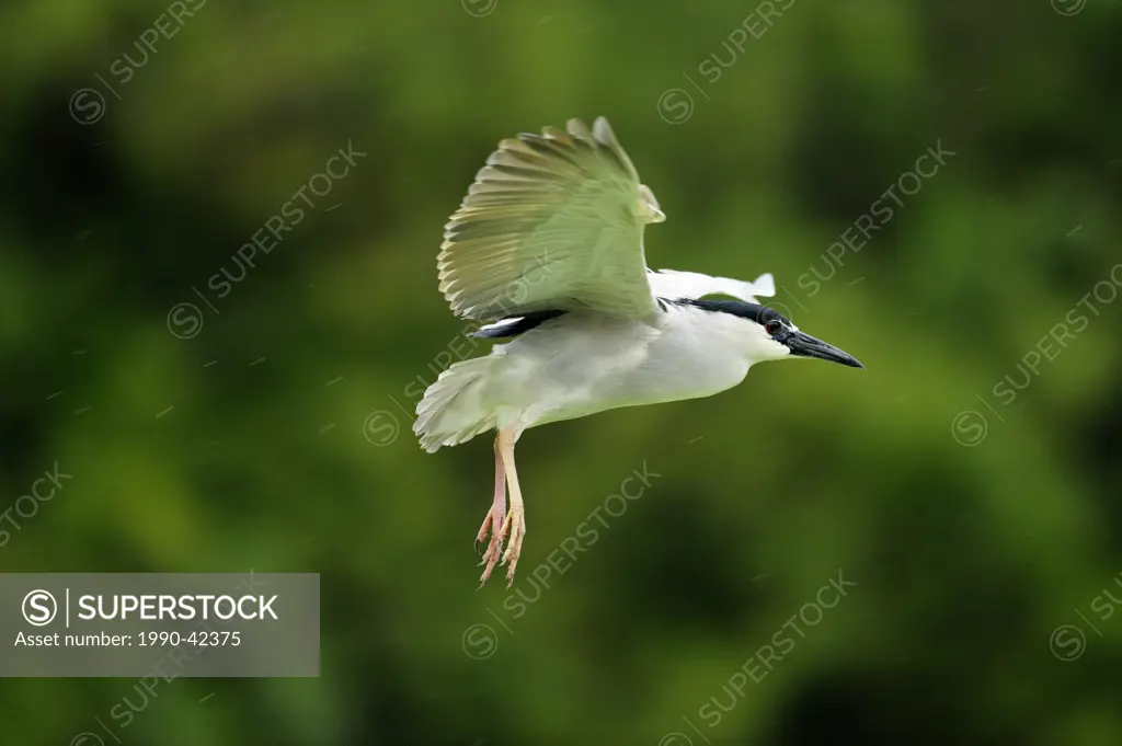 Black crowned night heron Nycticorax nycticorax Flying with nest material, Venice Area Audubon Society Rookery, Vencie, Florida, United States of Amer...