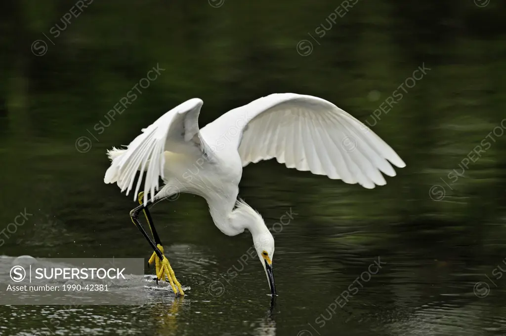 Snowy egret Egretta thula Hunting in slough, Everglades National Park, Florida, United States of America