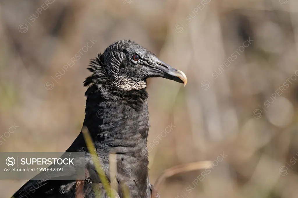 Black vulture Coragyps atratus, Kissimmee Prairie Preserve State Park, Florida, United States of America