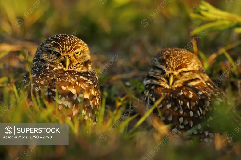 Burrowing owl Athene cunicularia Adults near nest in residential area