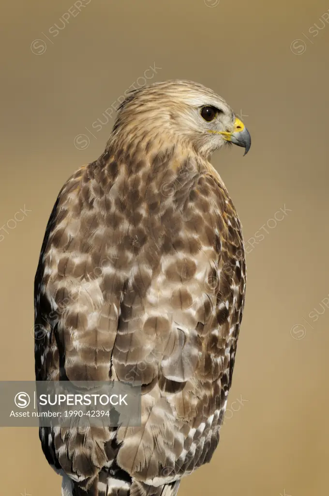 Red shouldered hawk Buteo lineatus, Kissimmee Prairie Preserve State Park, Florida, United States of America