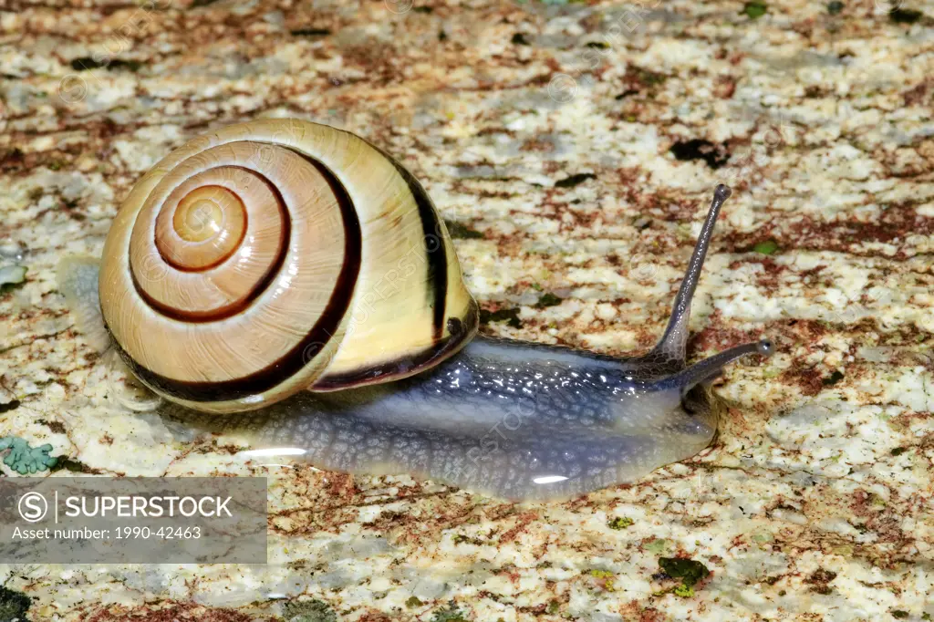 Land snail, southern Okanagan Valley, British Columbia