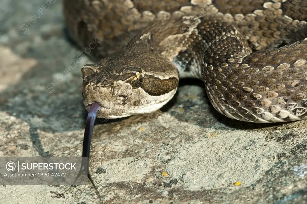 Western rattlesnake Crotalus oreganus, southern Okanagan Valley, British Columbia