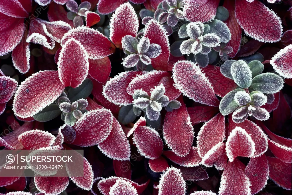 Bearberries Arctostaphylos alpina with frost, on tundra, Yukon Territory, Canada