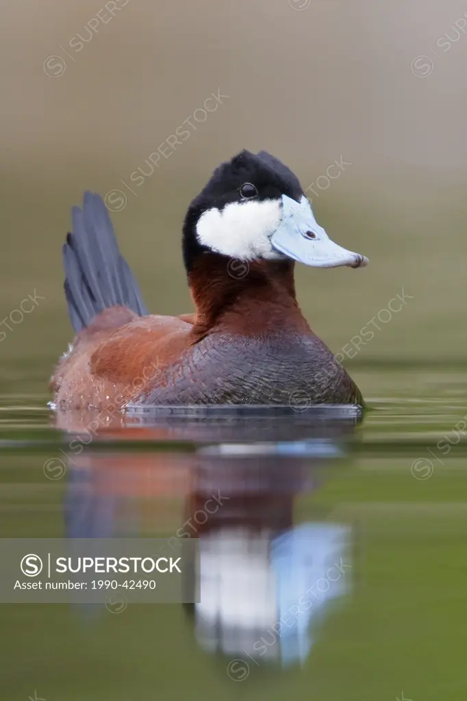Ruddy Duck Oxyura jamaicensis in a pond