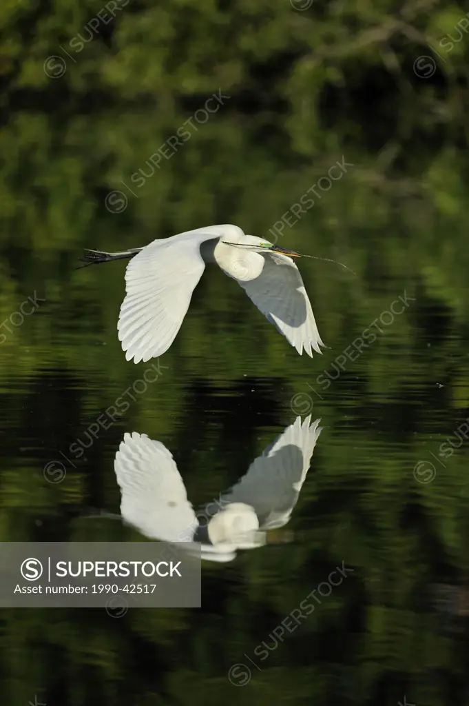 Great egret Casmerodius albus, Ardea alba, Egretta alba in flight, Venice Area Audubon Society Rookery, Vencie, Florida, United States of America