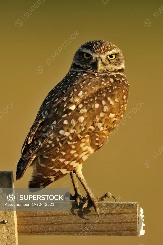 Burrowing owl Athene cunicularia Adult near nest in residential area