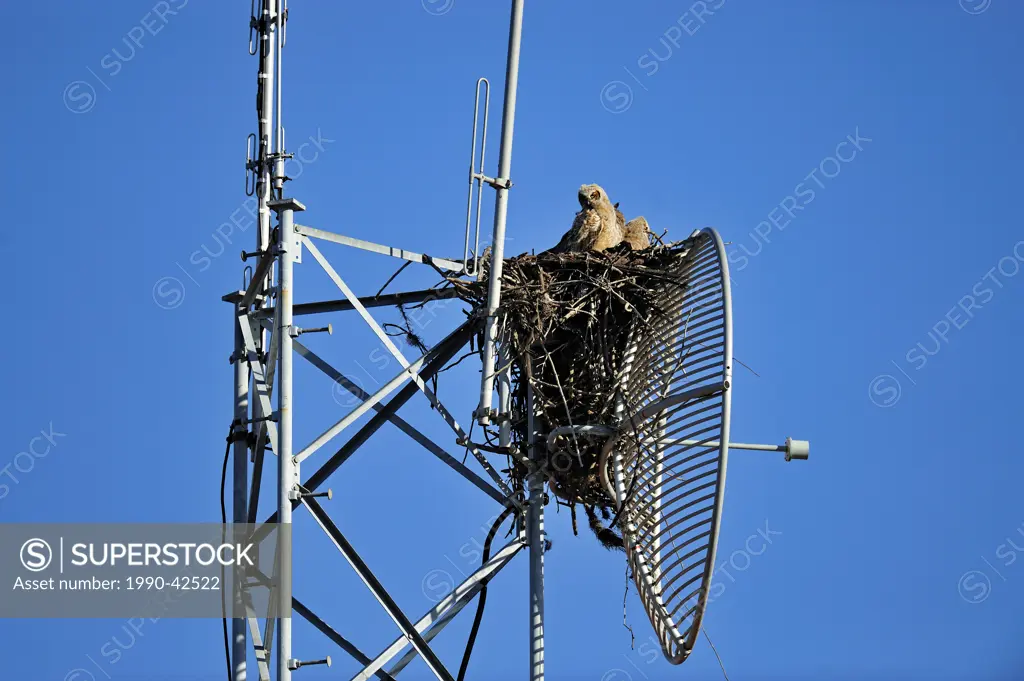 Great horned owl Bubo virgianus Young in nest in communications tower