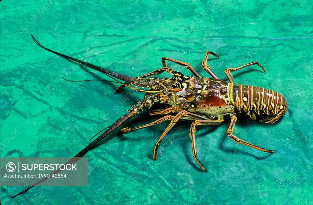West Indies Spiny Lobster, Panulirus argas