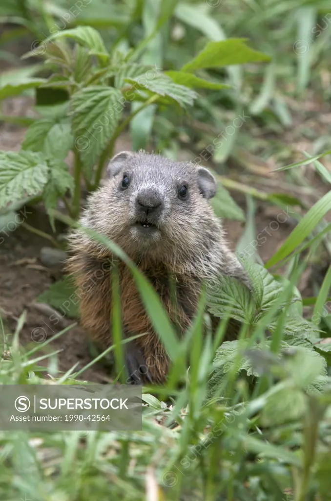 Young Woodchuck or Groundhog Marmota monax, looking out from its burrow, South Gillies, Ontario, Canada.