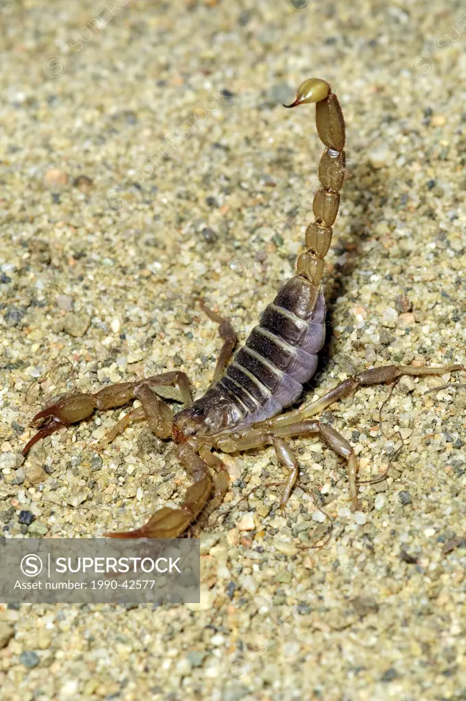 Northern scorpion Paruroctonus boreus in defensive posture, southern Okanagan Valley, British Columbia