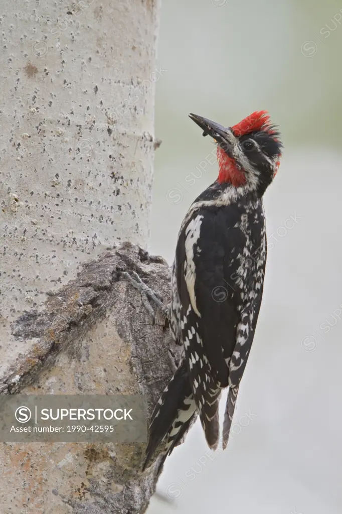 Red_naped Sapsucker Sphyrapicus nuchalis perched on a tree at its nest hole in