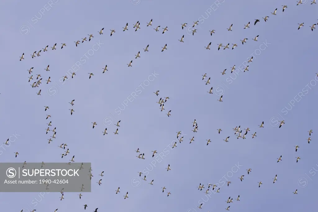 Large Flock of Snow Geese, Chen caerulescens