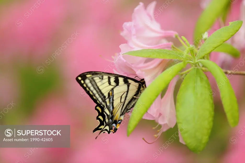 Canadian tiger swallowtail Papilio Canadensis Nectaring on azalea flowers