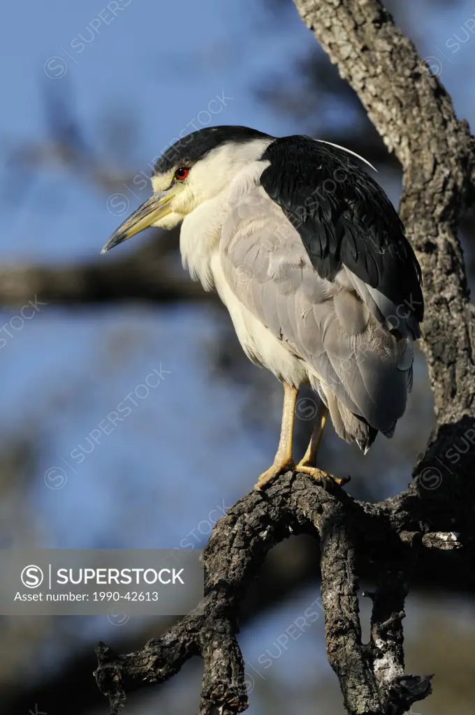 Black crowned night heron Nycticorax nycticorax, St. Augustine Alligator Farm Zoological Park, Florida, United States of America