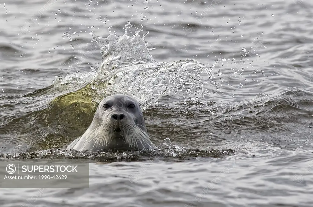Bearded seal Erignathus barbatus, Hudson´s Bay, Manitoba.