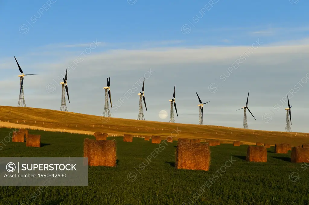 Wind turbines and hay bales, Cowley Ridge, Cowley, Alberta, Canada