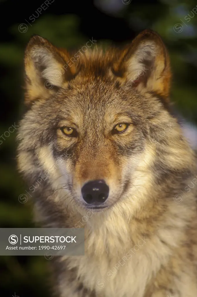 Gray Wolf Timber Wolf _ Canis lupus