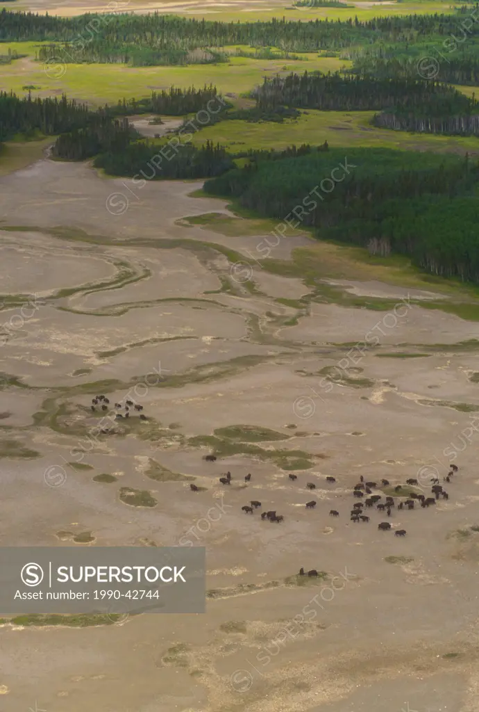 Wood Bison Bison bison _ Wood Buffalo National Park, NWT. aerial