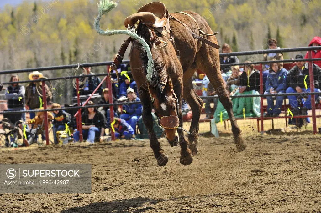 A wild saddle bronc continues to buck after unseating his rider at a rodeo competition in rural Alberta, Canada..