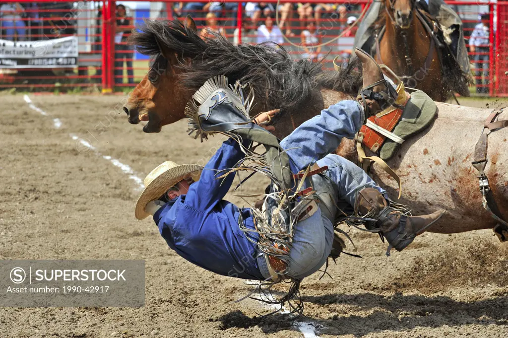 A cowboy gets bucked from a bareback horse at a rodeo competition in central Alberta, Canada.