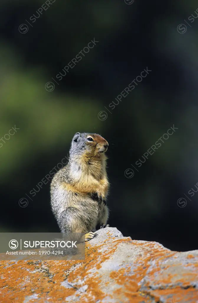 Columbian Ground Squirrel spermophilus columbianus, Canada