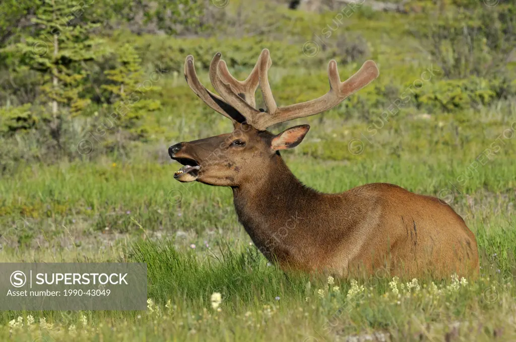 Wild Elk Cervus canadensis at Jasper National Park, Alberta, Canada