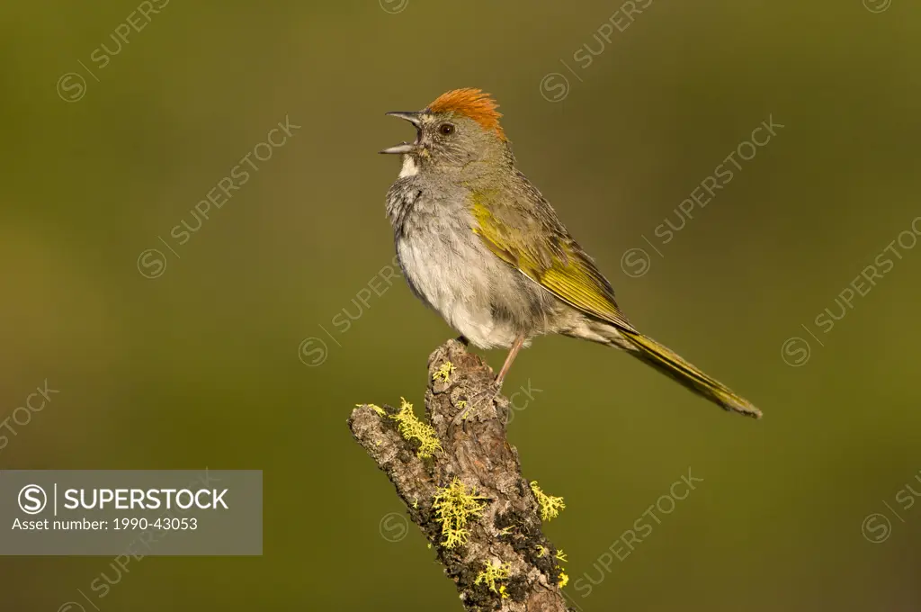 Green_tailed Towhee Pipilo chlorurus on perch, Deschutes National Forest, Oregon, United States of America