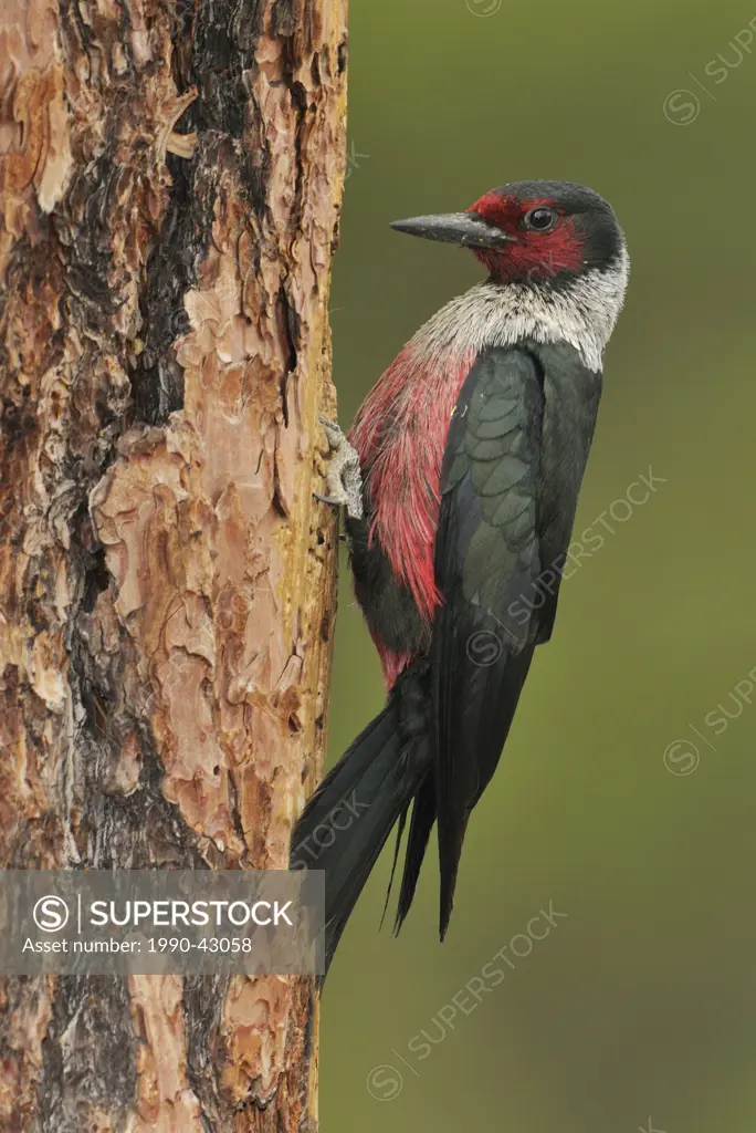 Lewis´s Woodpecker Melanerpes lewis on Ponderosa Pine, Deschutes National Forest, Oregon