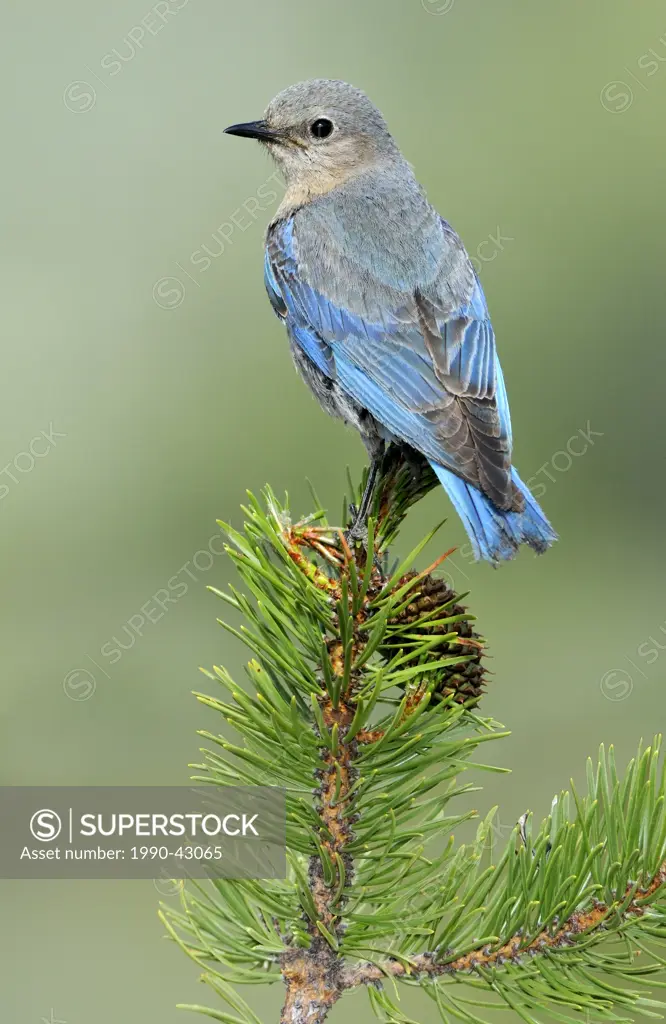 Mountain Bluebird Sialia currucoides, Deschutes National Forest, Oregon, United States of America