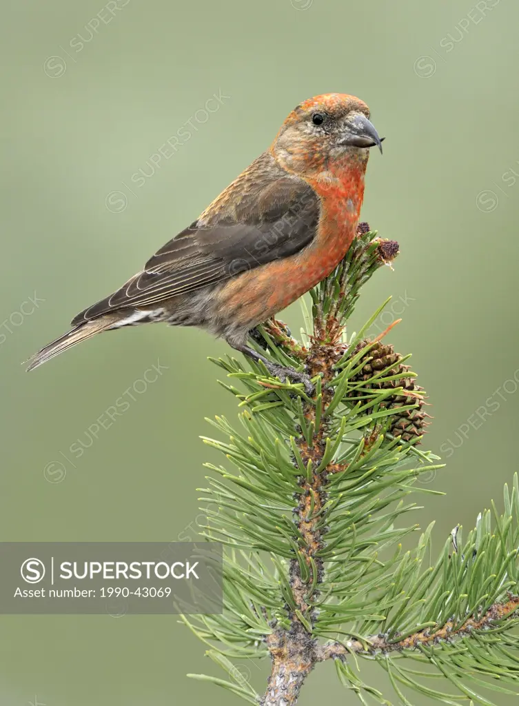 Red Crossbill Loxia curvirostra, Deschutes National Forest, Oregon, United States of America