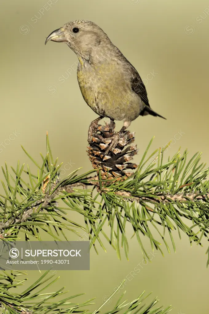 Common Crossbill Loxia curvirostra, Deschutes National Forest, Oregon, United States of America