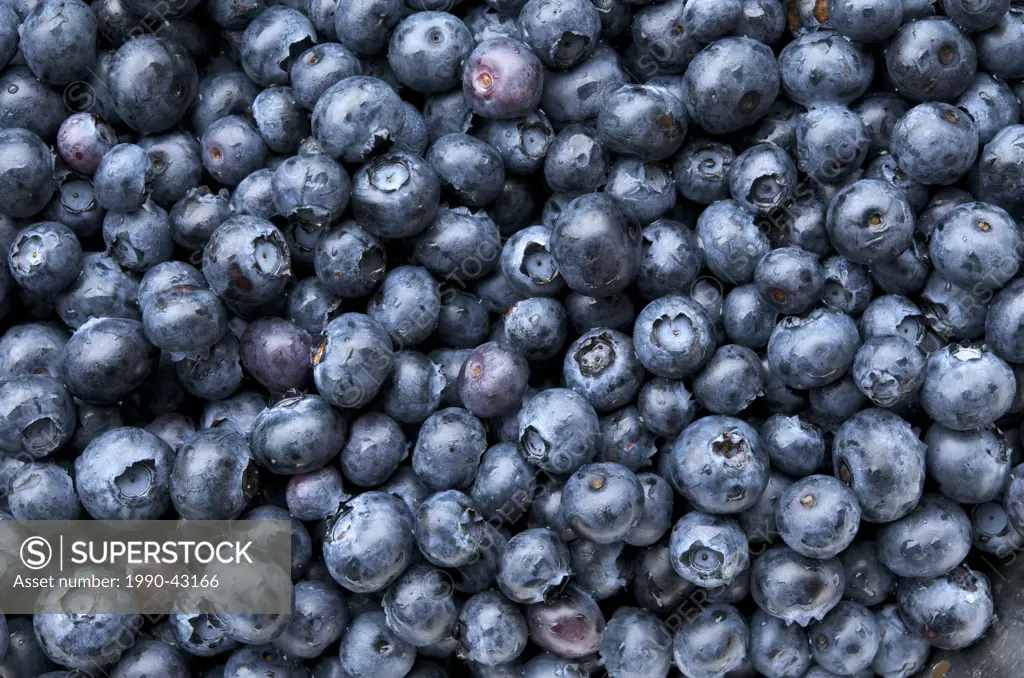 Close up of blueberries Vaccinium corymbosum.