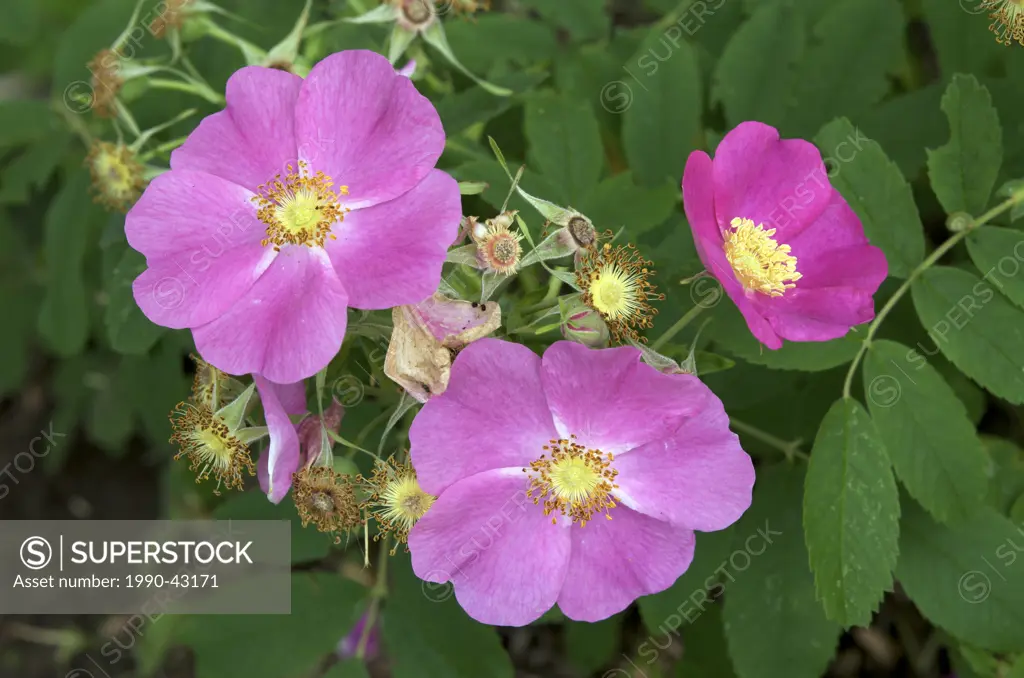 Better know by its common names, the Wild Rose or the Prickly Rose, Rosa acicularis is a member of the rose family Rosaceae. It is the official floral...