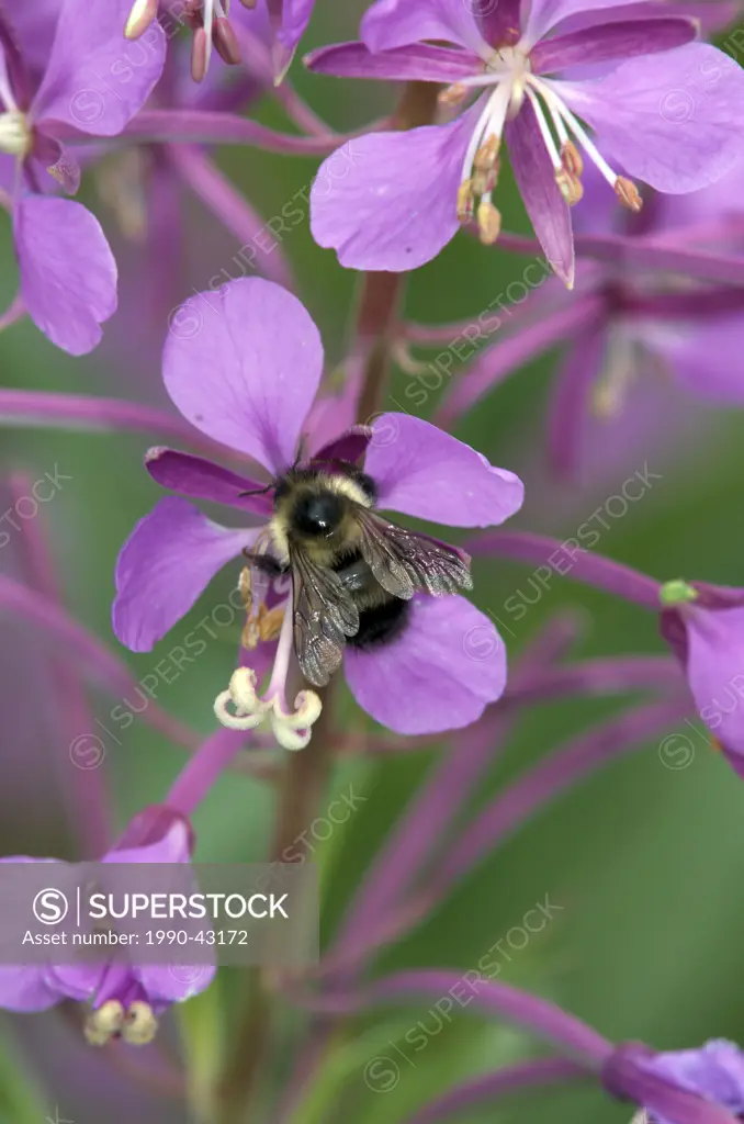 Bumblebee__any member of the bee genus Bombus, in the family Apidae, pollinating or gathering pollen from a fireweed blossom Epilobium angustifolium. ...