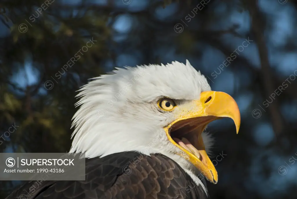 Bald Eagle Haliaeetus leucocephalus _ captive