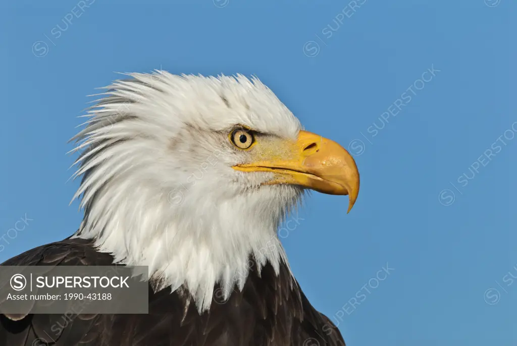 Bald Eagle Haliaeetus leucocephalus _ captive