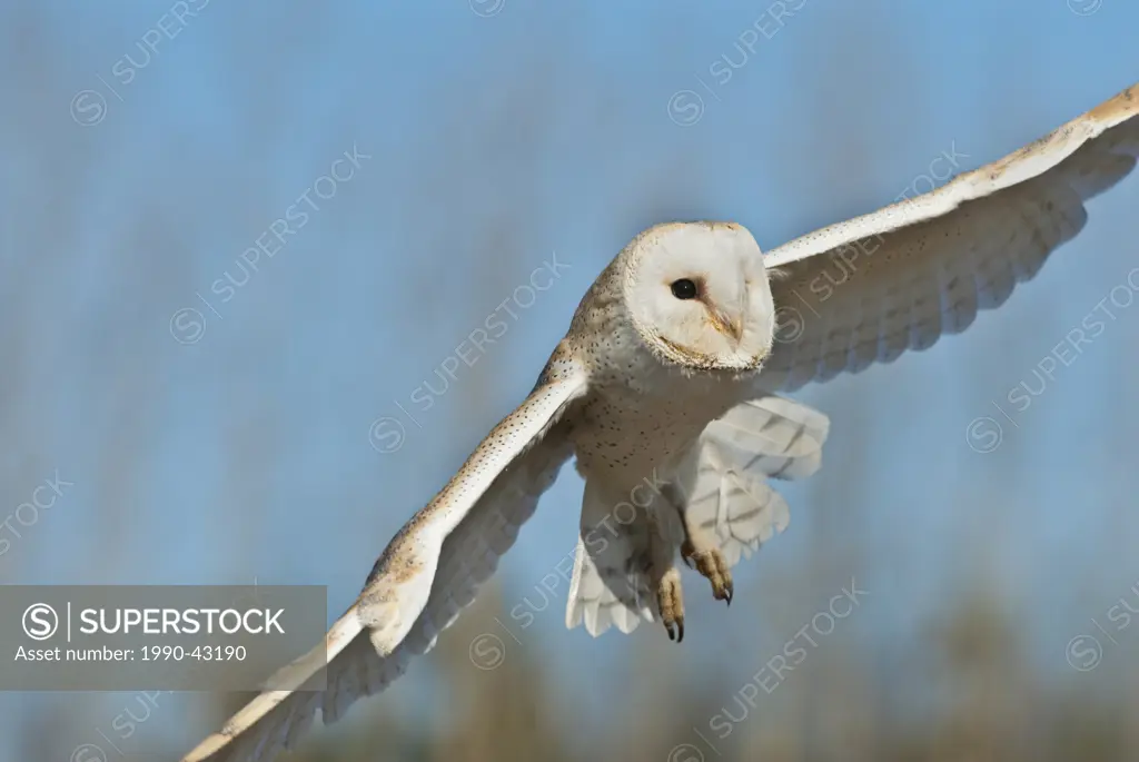 Barn Owl in flight tyto alba _ captive
