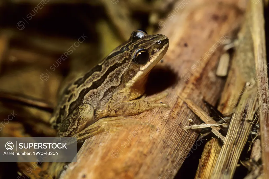 Chorus frog in vernal pond at night Pseudacris triseriata