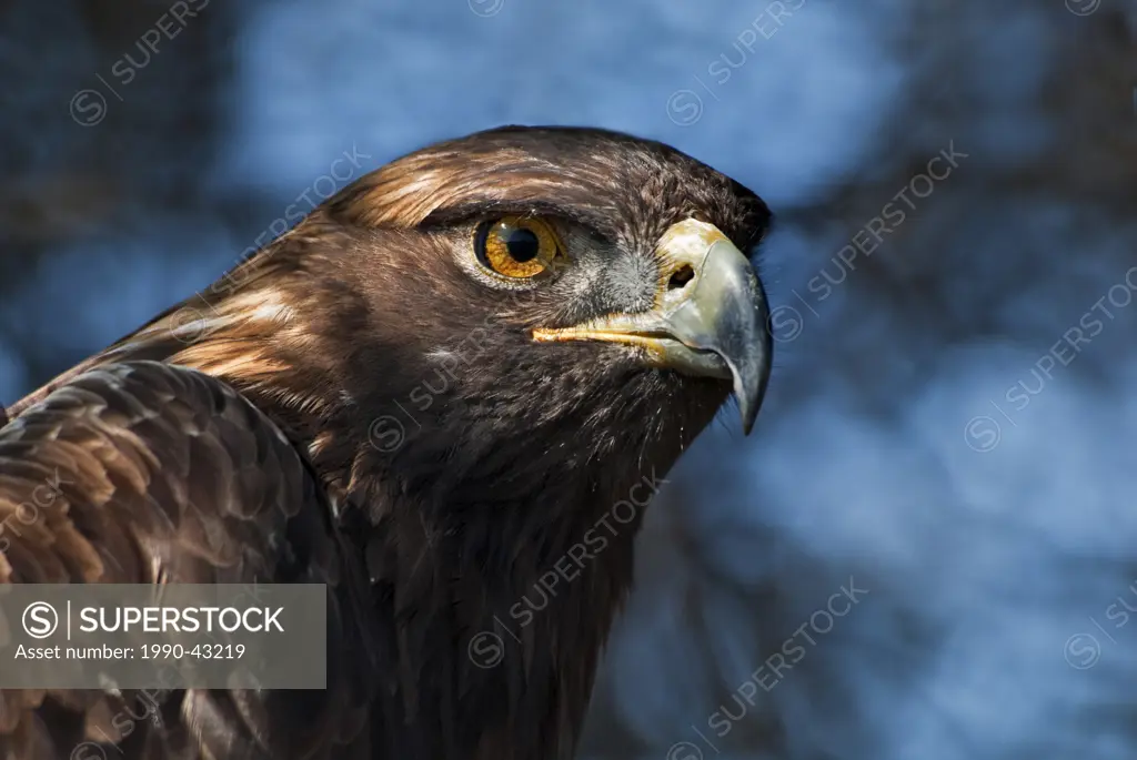 Golden Eagle Aquila chrysaetos _ captive