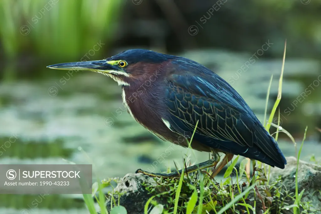Green_backed Heron Butorides striatus in wetland on the Island of Cayo Guillermo Cuba