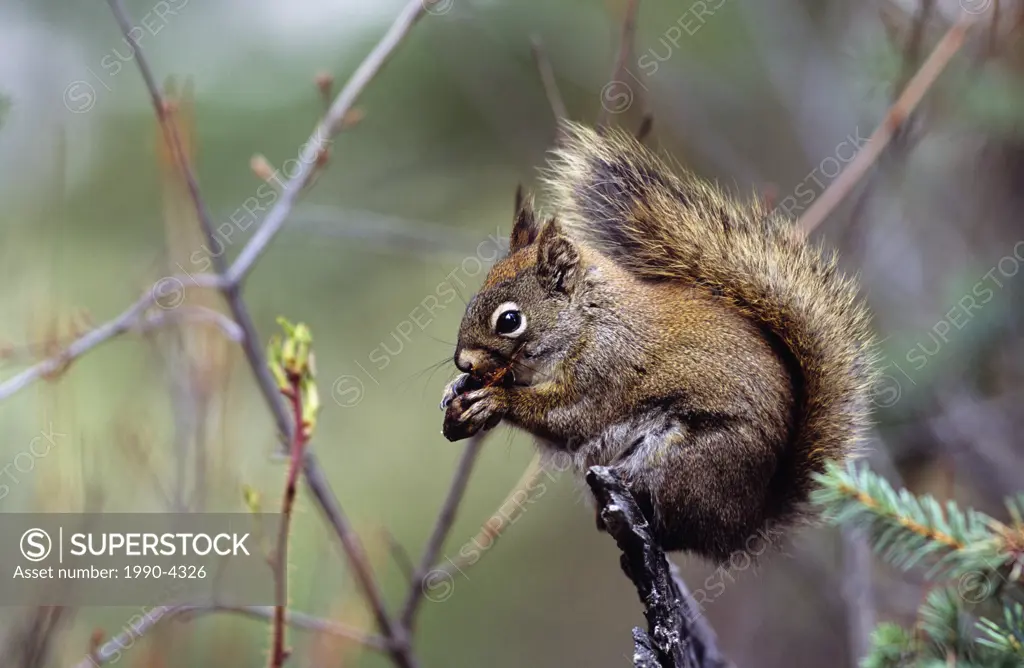 Red squirrel eating a spruce cone, Canada