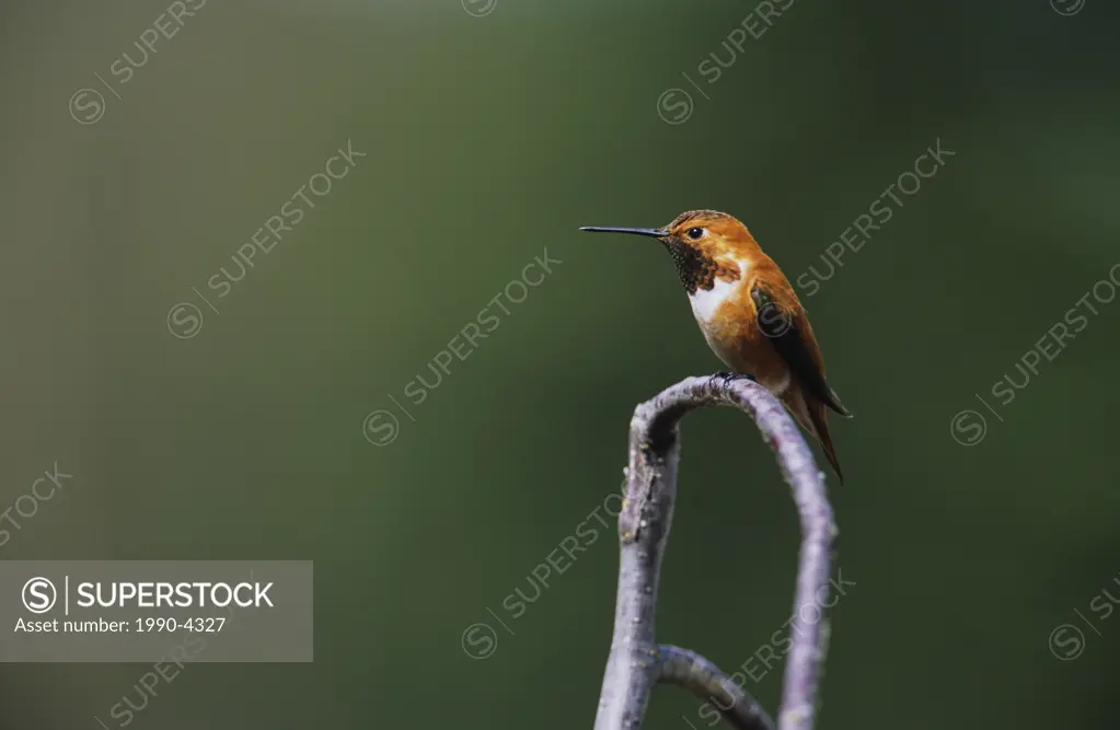 Rufous hummingbird selasphorus rufus male in display plumage, Canada