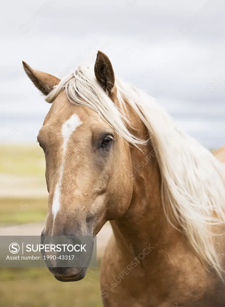 Close up portrait of a horse on the Canadian Prairie. Big Muddy Badlands, Saskatchewan, Canada.