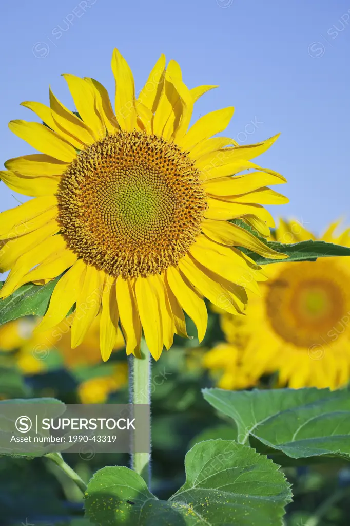 Sunflower blossom close up, Winnipeg, Manitoba, Canada.