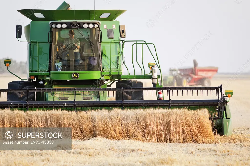 Combine harvesting wheat crop on Canadian Prairie. Near Winkler, Manitoba, Canada.